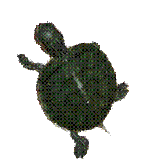D:\semester7\Flock\PROJECT\CODE\img_alpha1.png