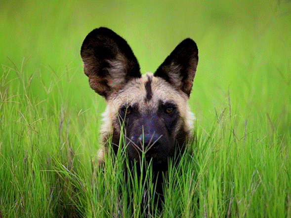 wild-dog.jpg