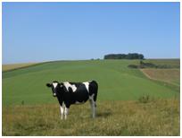 cow