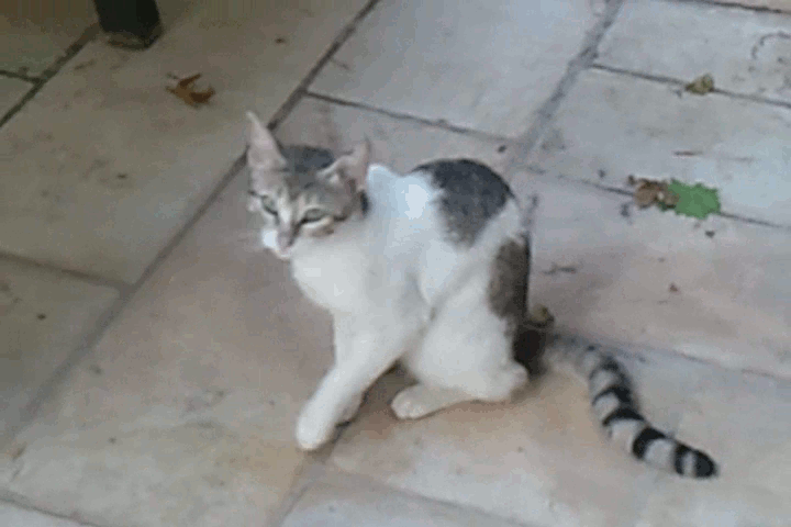 Animation of a moving Cat.