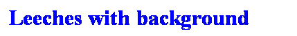 Text Box: Leeches with background
