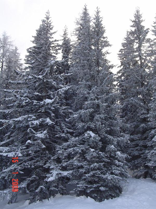 Snowforest1