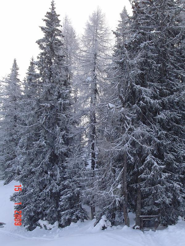 Snowforest2