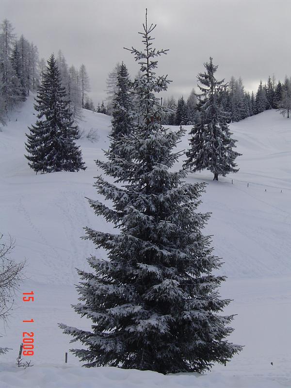 Snowforest3