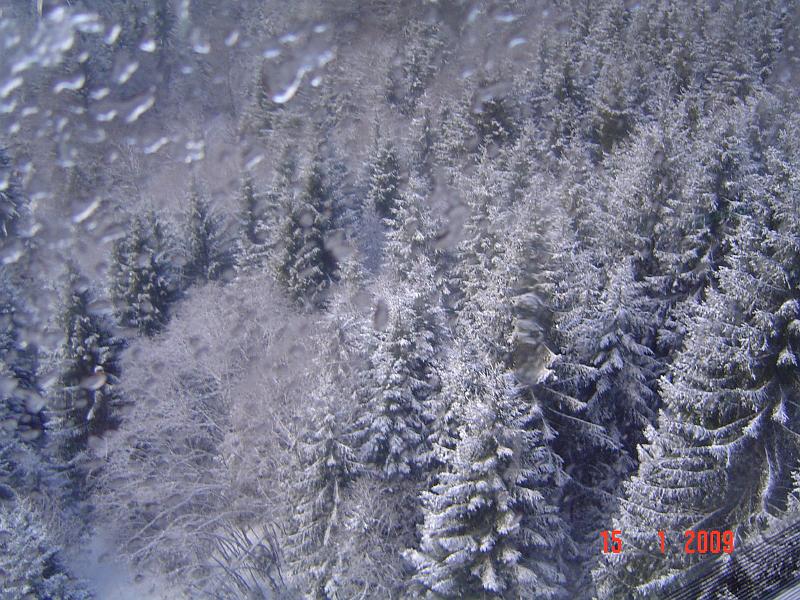Snowforest4