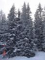 Snowforest1