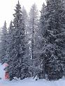Snowforest2