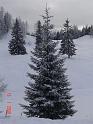 Snowforest3