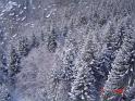Snowforest4