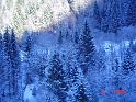 Snowforest5