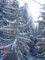 Snowforest6